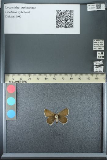 Media type: image;   Entomology 185278